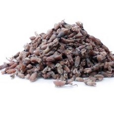 꼴뚜기 중사이즈 1.5kg, 1개