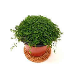 3d1eea43bcd5154e247ee32f5c8359e2d7b3bcee417400b3213c5470d947.jpg