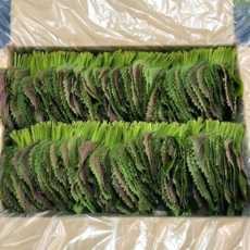 (GAP인증)500G 1KG 직접재배 당일수확 밀양깻잎, 깻잎 2kg, 1박스