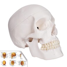 두개골해부모델