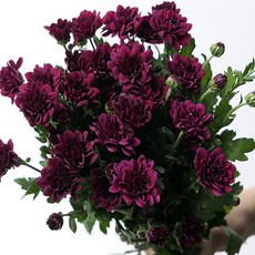 [로즈온리] 장미 소국 한단 생화택배, 1개