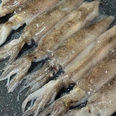 좋은씨푸드 통찜용 총알 한치 500g, 1개