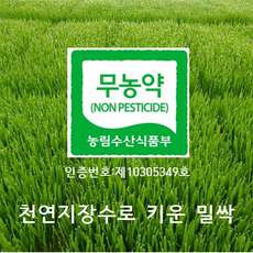 대관령밀싹