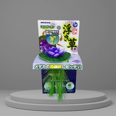 부상 수련 조화 메다카 수련 산란상 보라, 1개