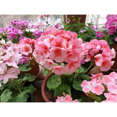 제라늄키우기 추천 1등 제품