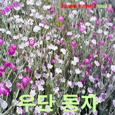 우단동자