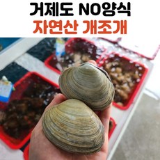 남해안 산지직송 국내산 개조개 1kg 2kg, 개조개_1kg