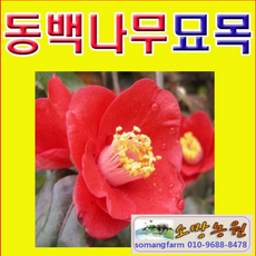 D(소망)겹꽃 동백나무묘목(5치 화분)2그루/동백나무, 1개