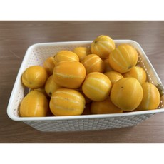 참외 TOP01