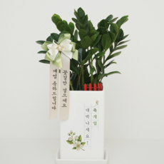 [리본세트] 개업축하화분 개업식 화분 개업화분 카페 금전수 스투키 선물 화환, 중형, 금전수(돈나무)
