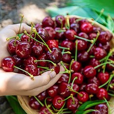 생체리 프리미엄 고당도 항공직송 체리제철 왕체리, 1개, 생 왕 체리 2kg (9-9.5R)