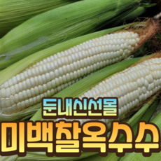 강원도 고랭지 미백찰옥수수 신선몰, 1박스, 5통