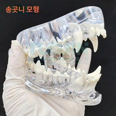 치아 수의학 고양이 강아지 구강 모형 동물 이빨 모델, 송곳니 하나, 1개, 1개