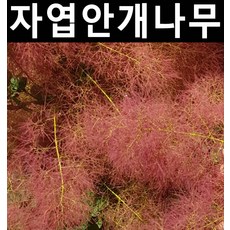 자엽안개 스탠다드형(분) 1개/나무 묘목/활엽수/정원용