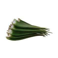 [알로에팜]유기농 촉촉 알로에베라 잎, 1세트, 7kg