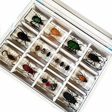 곤충표본 곤충박제 교육용 장수풍뎅이 키트 채집 곤충, 12개의 베스트셀러 모델