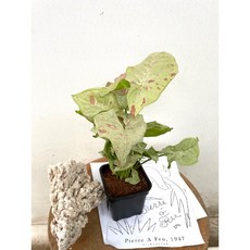 싱고니움밀크컨페티