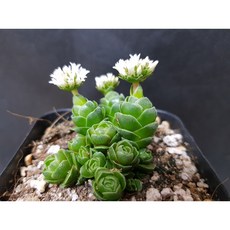 다유기