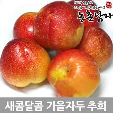 농촌남자 가을 자두 추희 5kg, 1개, 가을자두추희5kg(소과)