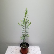 b40f0e22acad090265c405a4923cca14fc28e9099dd0f68697a395531426.jpg