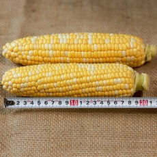 [17cm 내외 특품] 해남 산지직송 초당옥수수 당일수확 발송 10개입 20개입, 특품 10개입