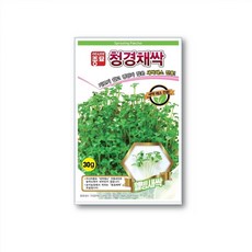 보키니 청경채싹 씨앗 종자 30g 2020년포장, 청경채씨앗