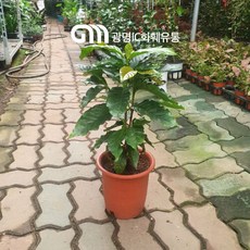 공기정화식물 45~75cm 99 커피나무 중품 아라비카커피나무 열매 커피나무, 1개