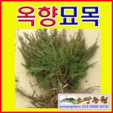 (G성모)옥향(둥근향나무)묘목(키30센치) 2그루