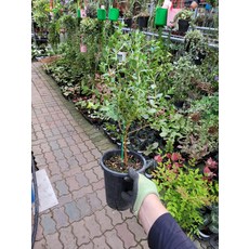 유칼립투스파블로