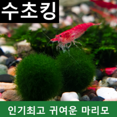 수초킹