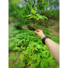 지리산산삼주