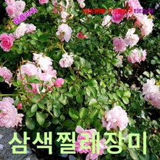 삼색찔레