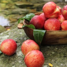 신비복숭아-추천-상품