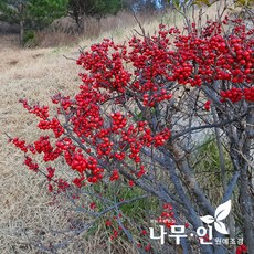 [나무인] 낙상홍 개화주 5개