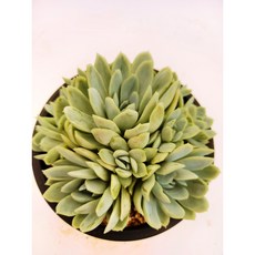 식물나라아이스