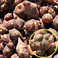 포미식탁 국내산 자색 생 돼지감자 2kg 크기랜덤, 1개