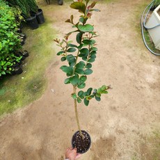 배롱나무 묘목 핑크벨로 5치포트 개화주 백일홍 묘목 가림원예조경, 1개