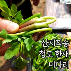 돌미나리2kg