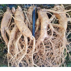 금산인삼 난발삼특대 5뿌리 6뿌리 750g 1kg 홍삼제조 인삼꽃주 담금주 수삼