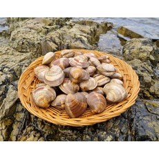 수입산 백상합 조개 소 중 대 1kg 제철 백합 구이 캠핑, 1개, 백상합 중 1KG