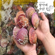 [장가네수산]생산자직판 통영 세척 홍가리비1kg/비단다리비1kg 관자 구이 캠핑(평일오후2시이전까지 당일발송), 1팩, 홍가리비 1kg
