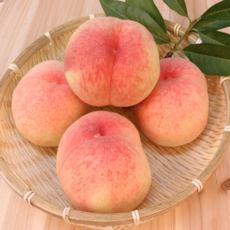 [원조품종] 산지직송 14brix 대극천 납작복숭아