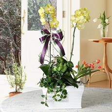 푸시아베리플라워