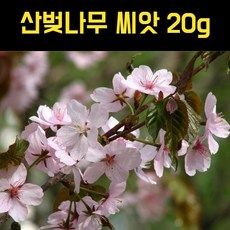 산 벚나무씨앗 체리대목 소량씨앗 20g 우리나라벚꽃, 1개