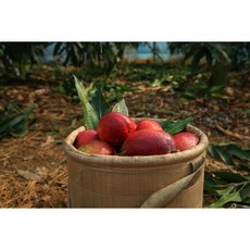 [제주농부]못난이제주애플망고, 못난이애플망고2kg(소,중,대,미니혼합)