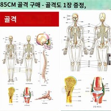 피규어그램