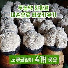 노루궁뎅이버섯키우기-4개 직접 키워 길러먹는 버섯 재배 버섯배지 체험학습 학교 유치원 어린이집 식물키우기, 4개