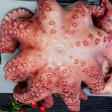 제수용 자숙 문어 한마리 돌문어 1kg 2kg 2키로 냉동 모니타리아산, 1개, 1kg(제수용)