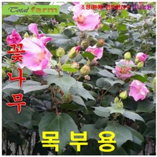 우드피아레인보우스틱