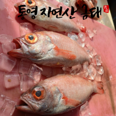 진짜 맛있는 자연산 붉바리 800g 내외 (4~5미) 1개